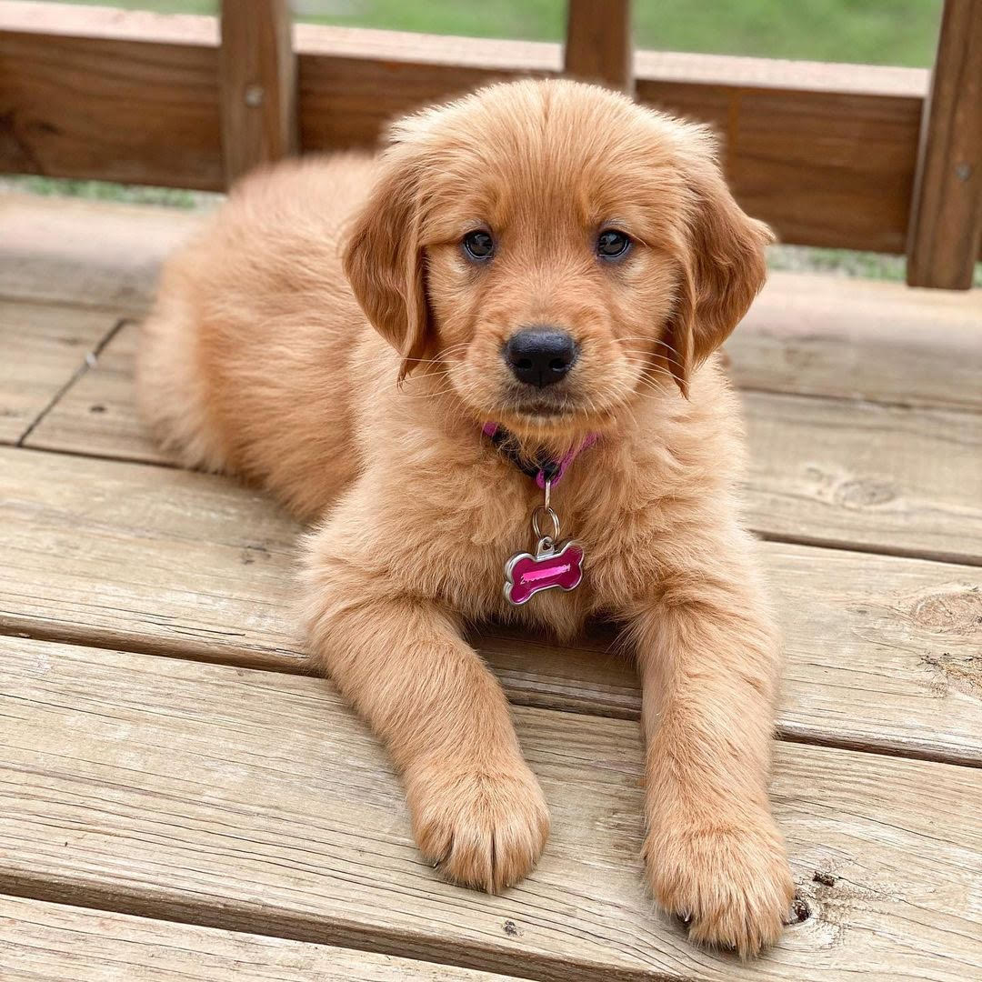 Golden Retriever - Nala the Golden Retriever