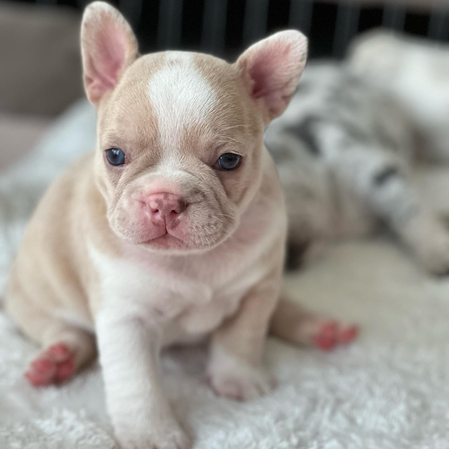 French Bulldog - Nash the French Bulldog
