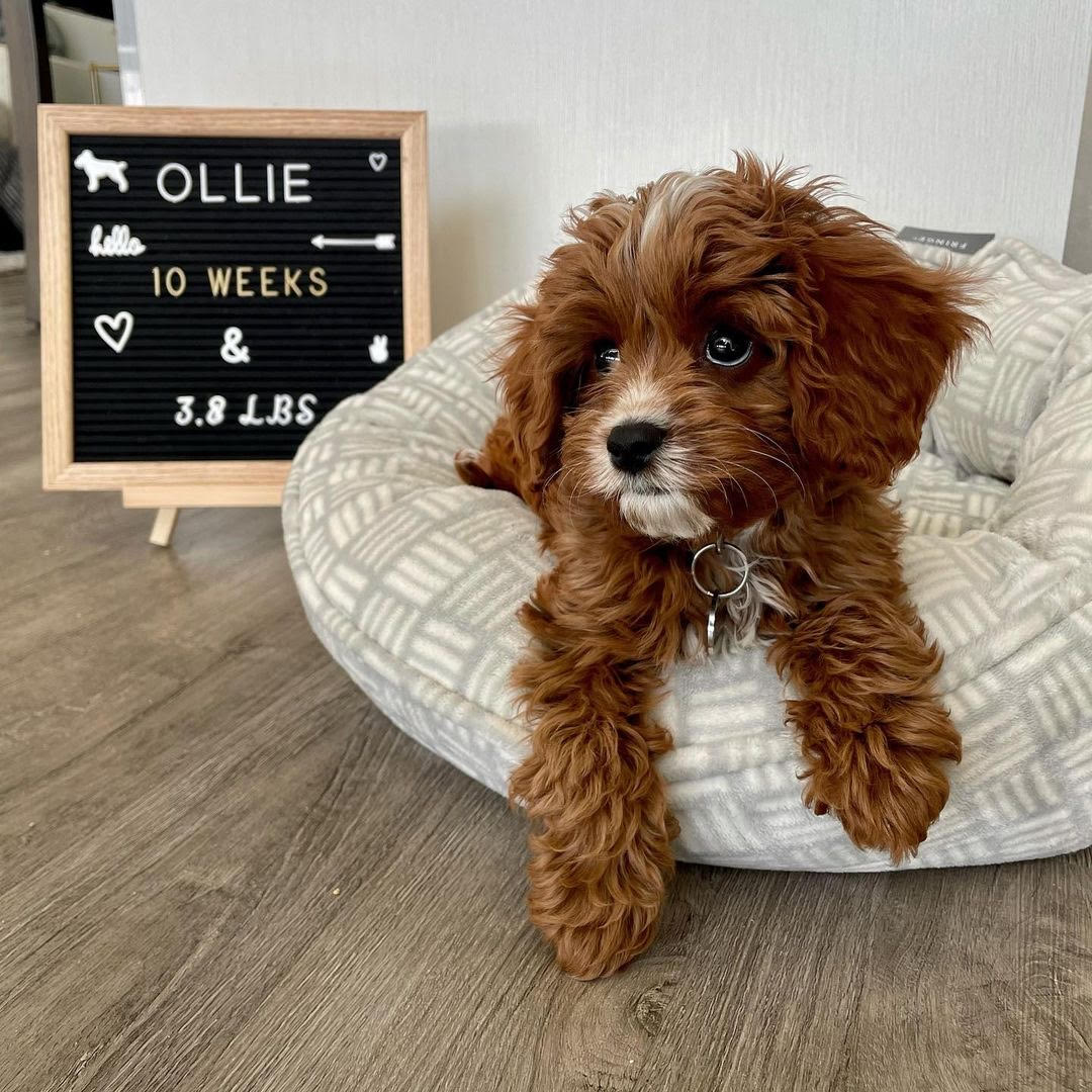 Step-by-step guide to socialising puppies to grooming