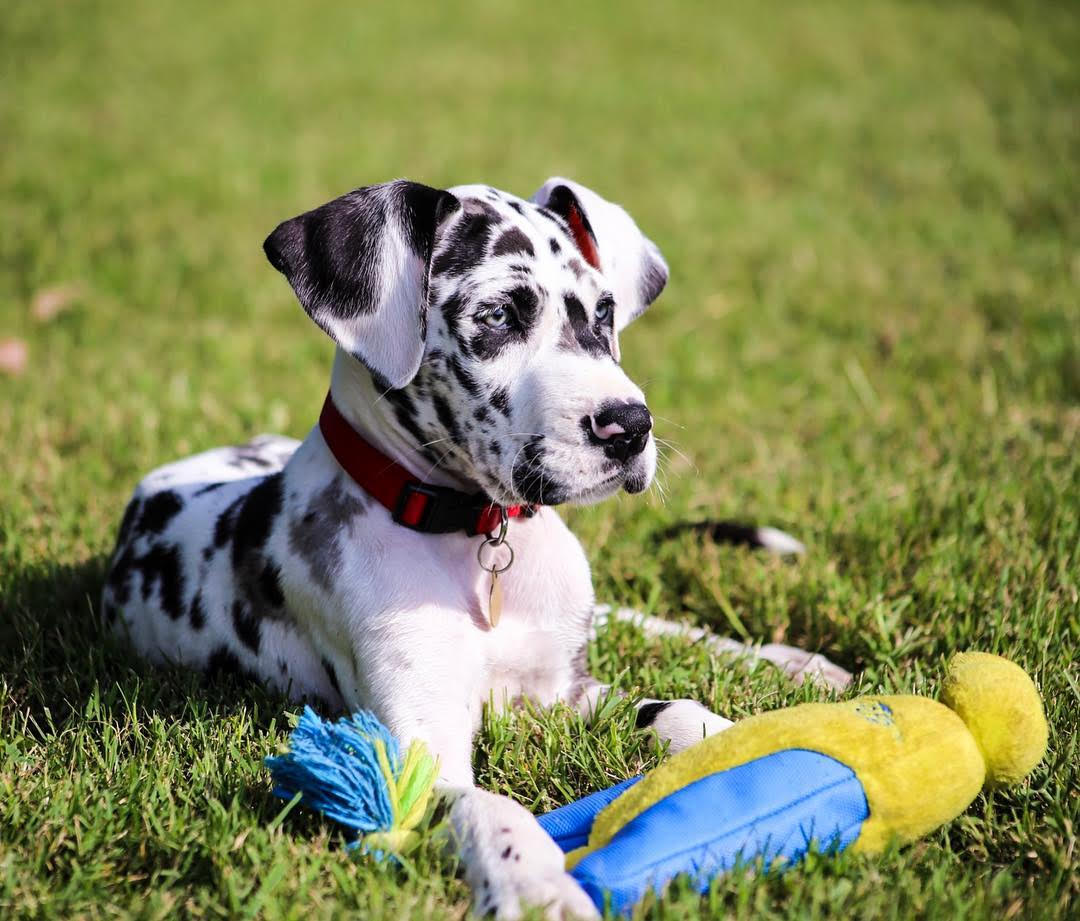 Great Dane - Phoenix the Great Dane