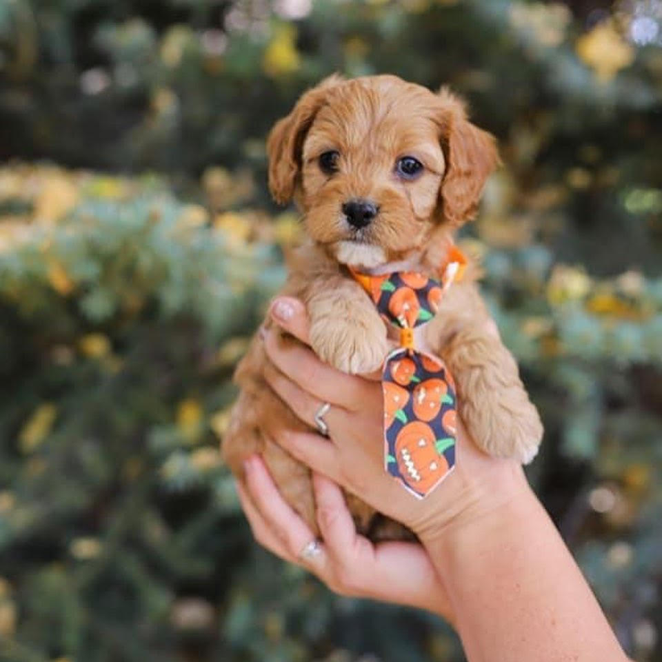 Cavapoo - Prince the Cavapoo