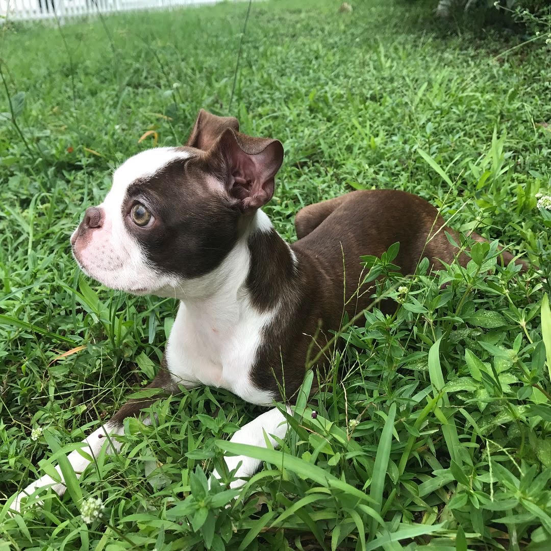 Boston Terrier - Princess the Boston Terrier