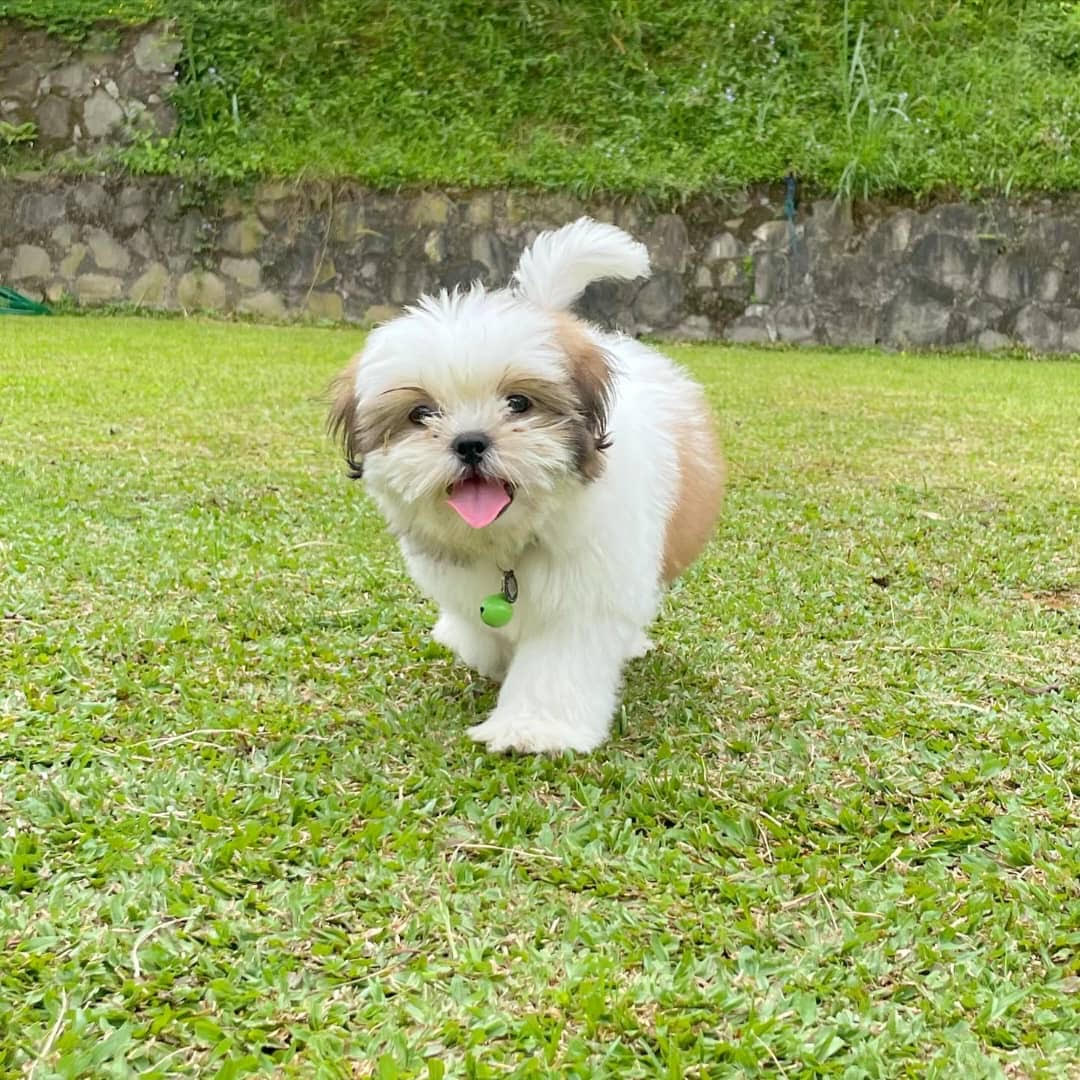 Shih Tzu - Princess the Shih Tzu
