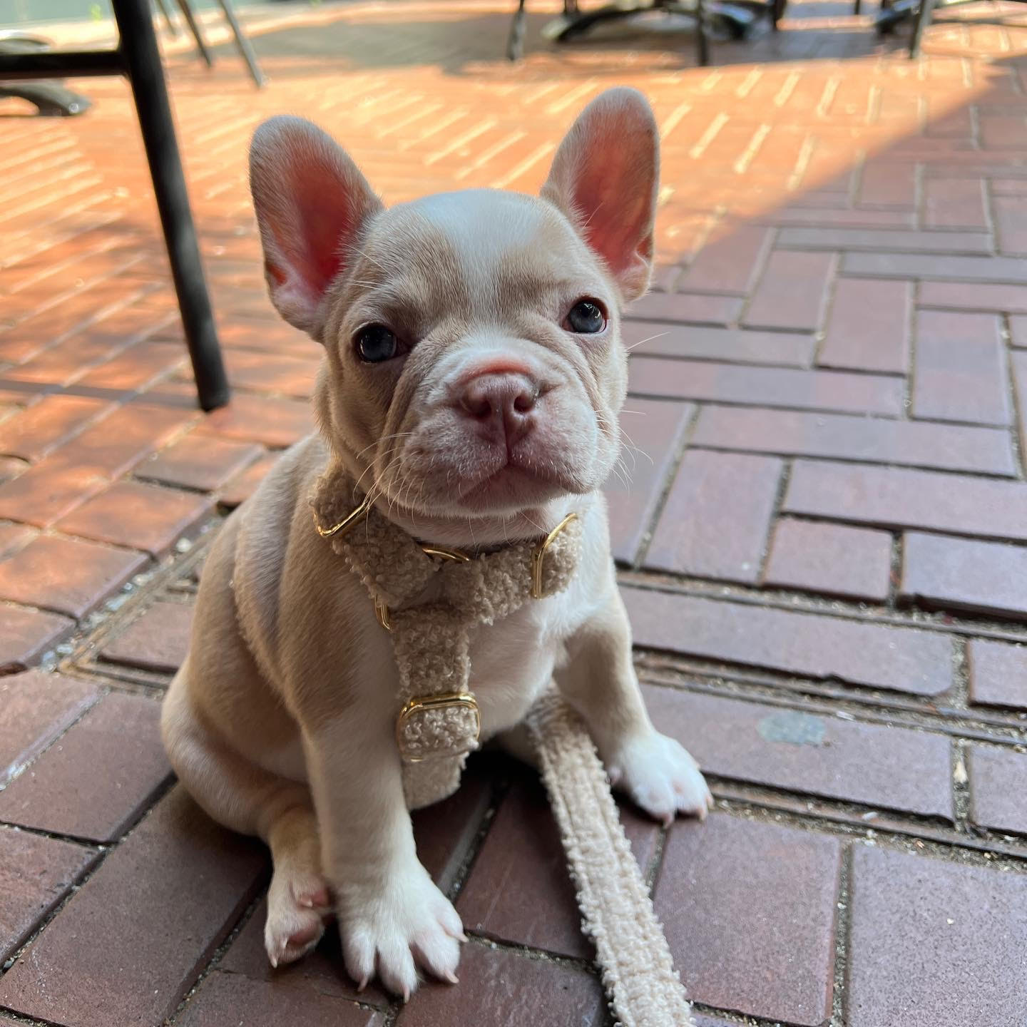 French Bulldog - Ranger the French Bulldog