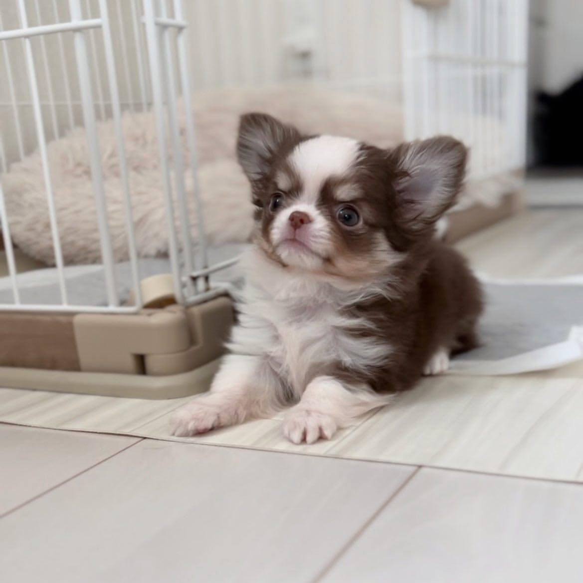 Chihuahua - Rena the Chihuahua