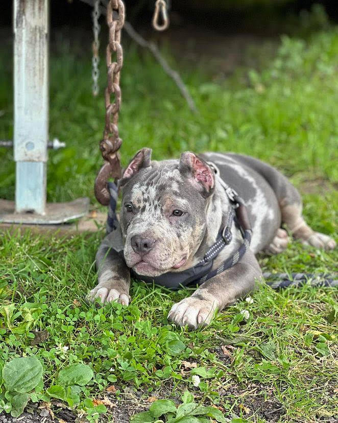 American Bully - Rex – American Bully