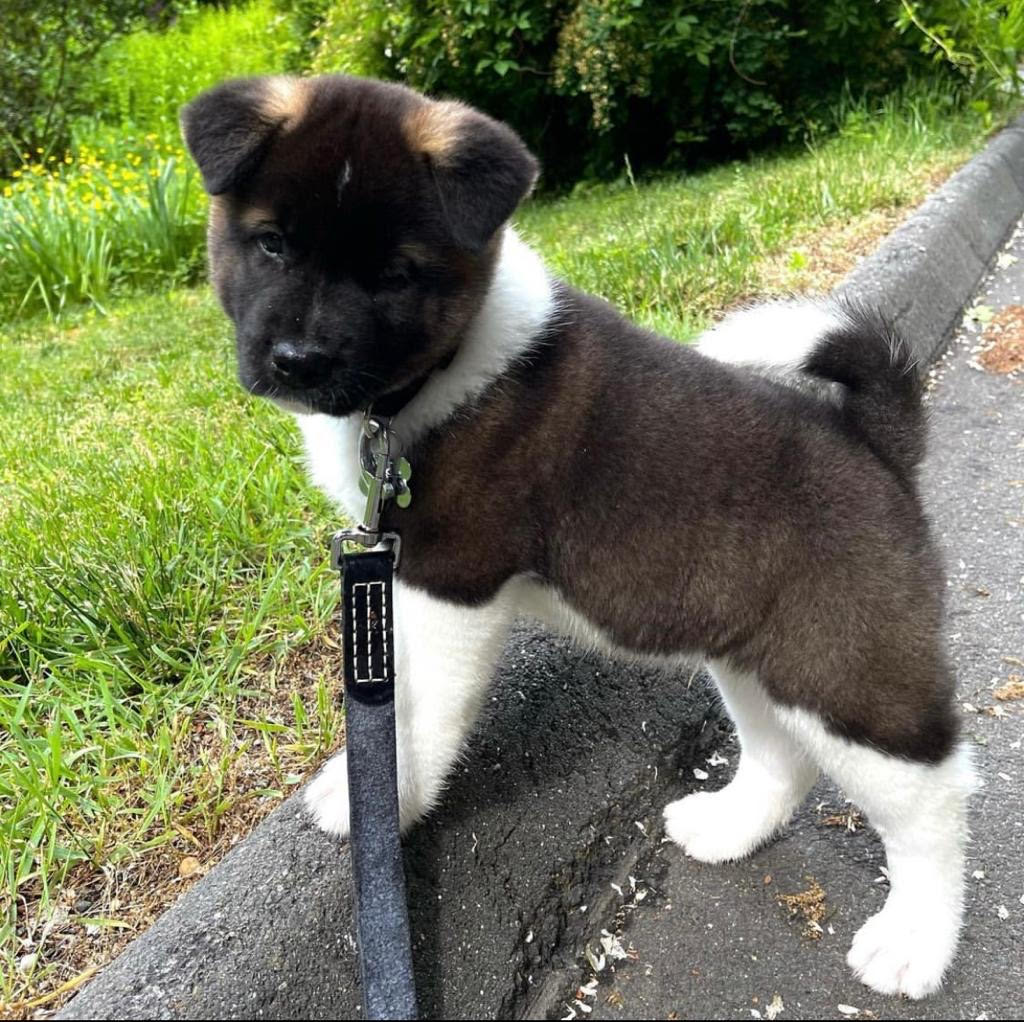 Akita - Roccito the Akita