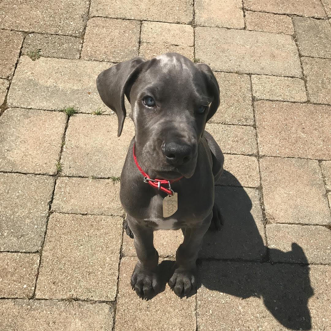 Great Dane - Rocco the Great Dane