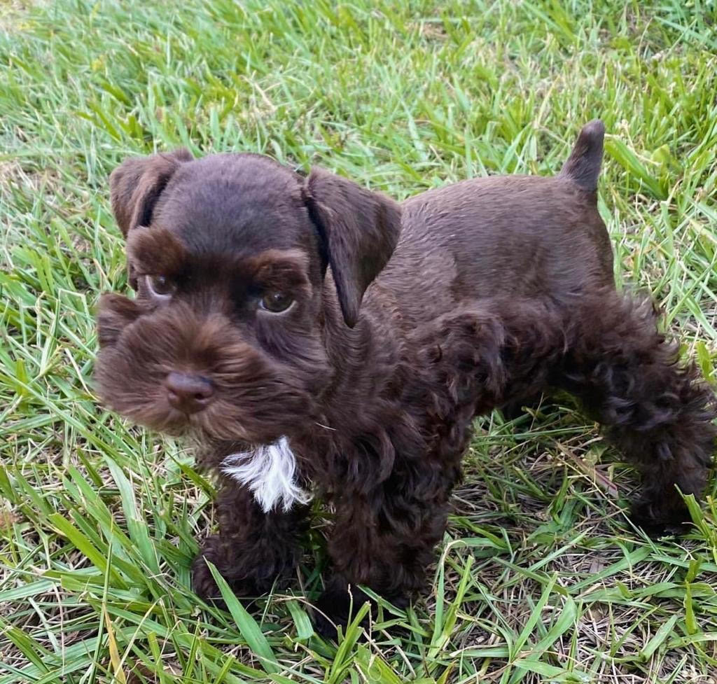 Mini Schnauzer - Rosie the Miniature Schnauzer