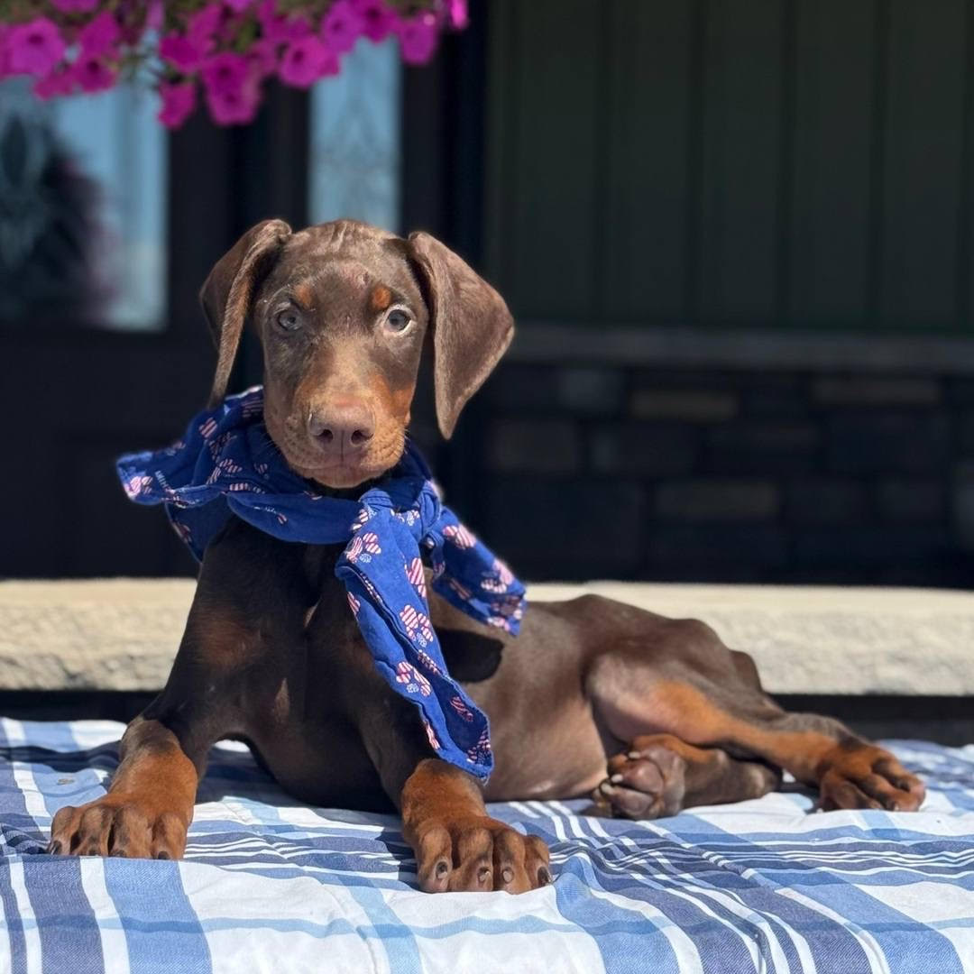 Doberman - Ruger the Doberman