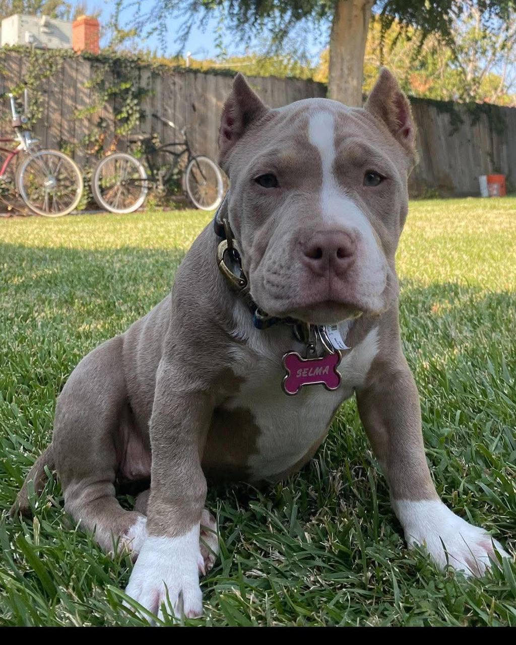 American Bully - Selma – American Bully