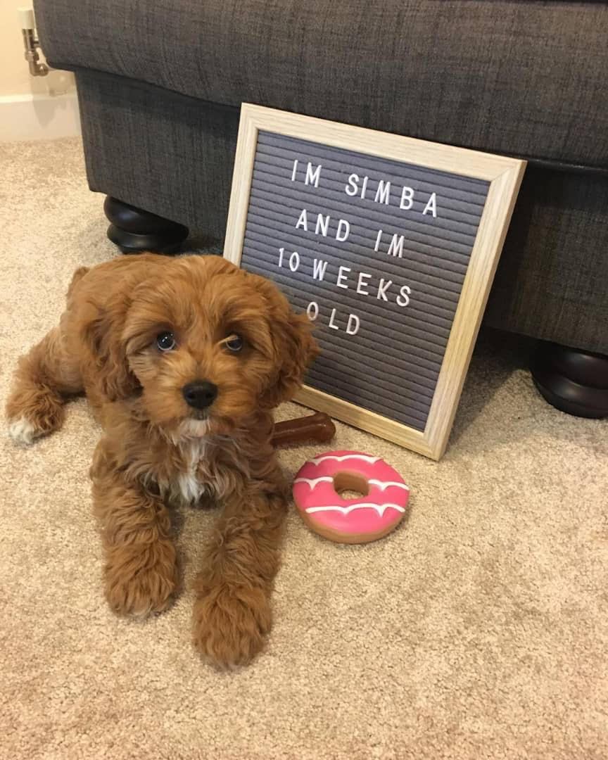 Cavapoo - Simba the Cavapoo
