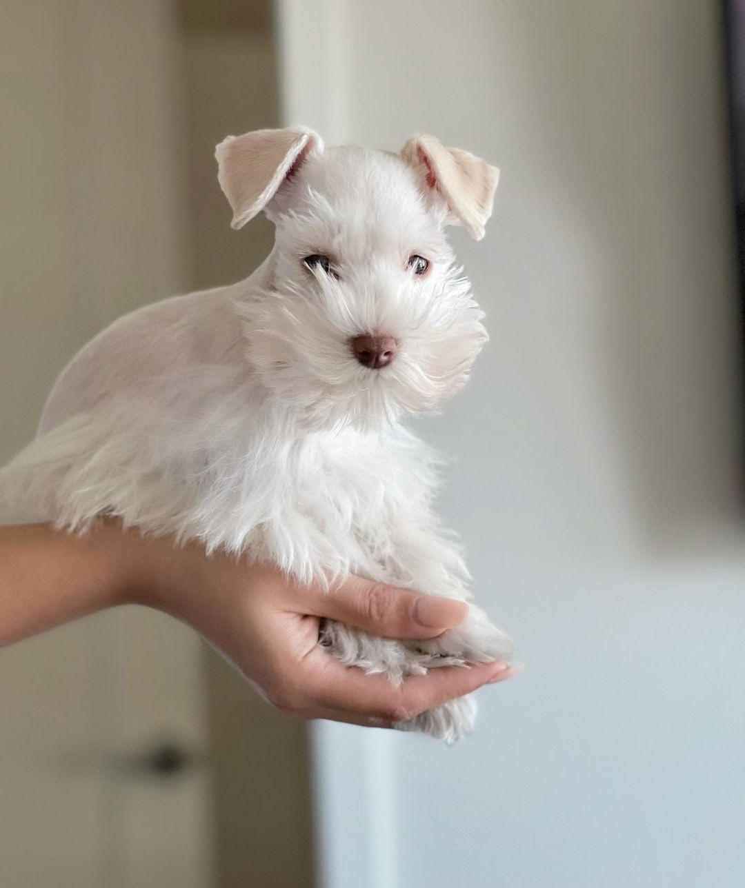 Mini Schnauzer - Snow the Miniature Schnauzer