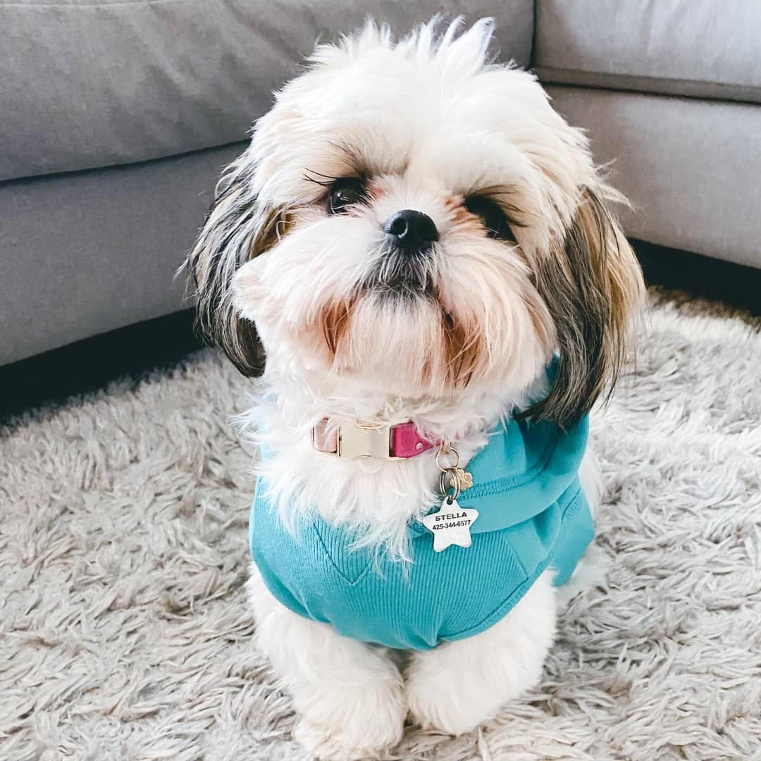 Shih Tzu - Stella the Shih Tzu