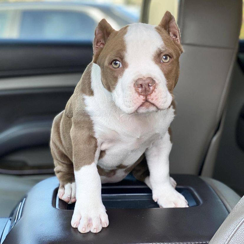 American Bully - Sugar – American Bully