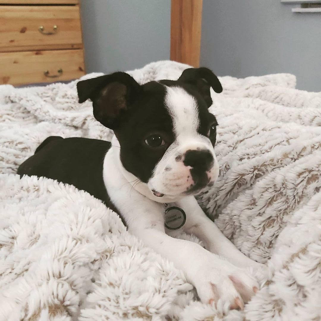 Boston Terrier - Teddy the Boston Terrier