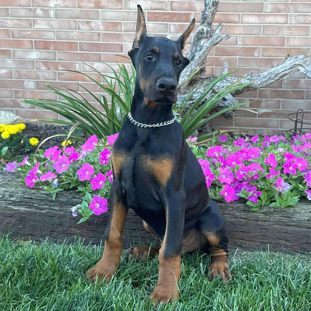 Doberman - Thor the Doberman