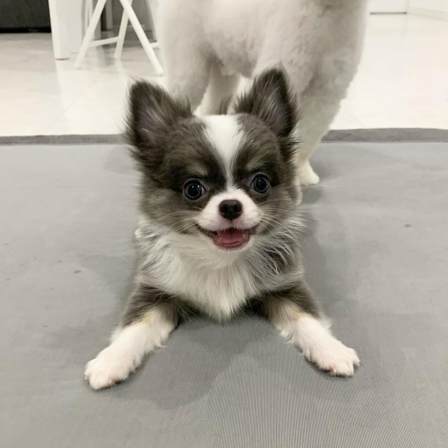 Chihuahua - Tobby the Chihuahua