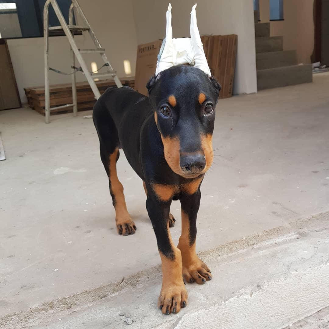 Doberman - Tucker the Doberman