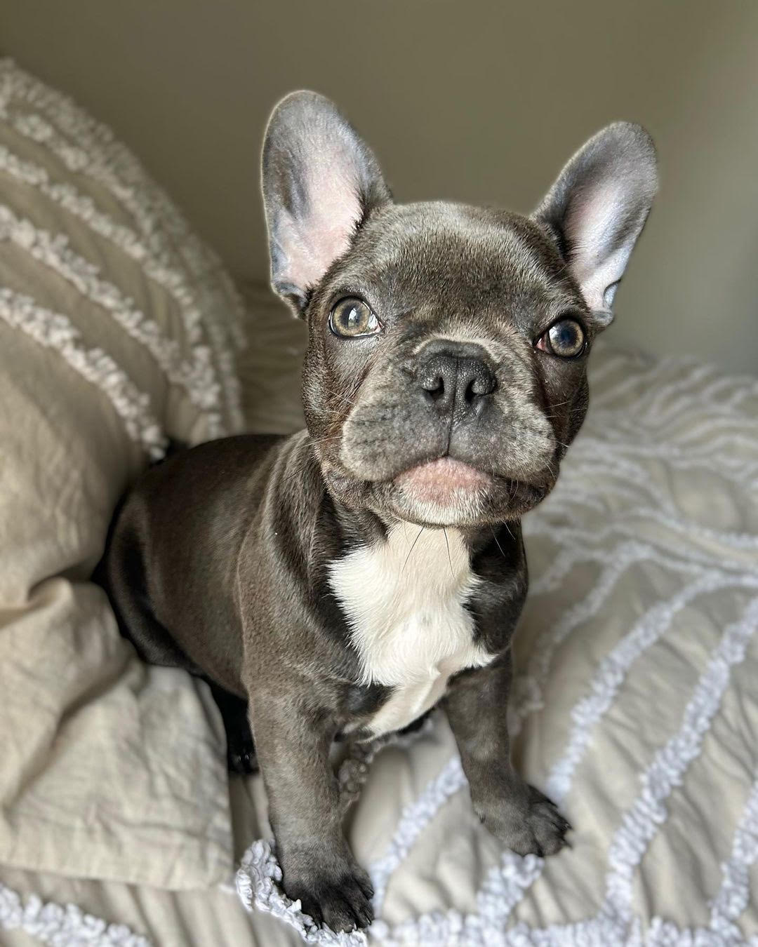 French Bulldog - Yovu the French Bulldog