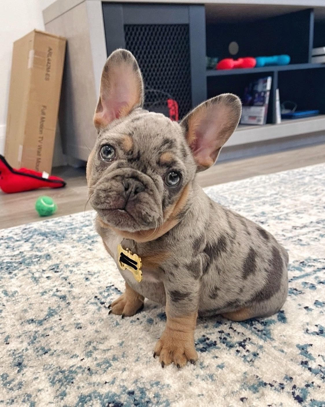 French Bulldog - Yovu the French Bulldog