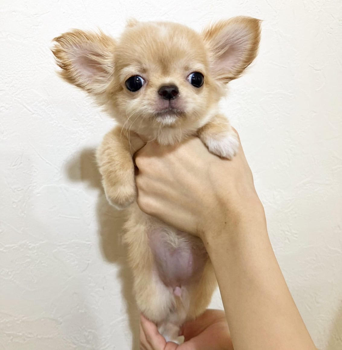 Chihuahua - Zeus the Chihuahua